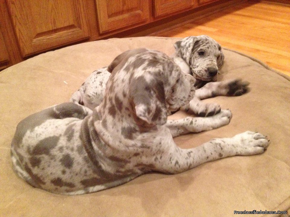 Beautiful blue great Dane puppies.