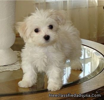 Gorgeous Teacup Maltese puppies